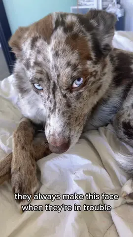 Excuse the 💩 & pee pads in the back🤦🏾‍♀️ But im mad at her & she always makes this face😤 #aussiethings #aussiesdoingthings #australianshepherd #husky #poodlesoftiktok #huskiesoftiktok 