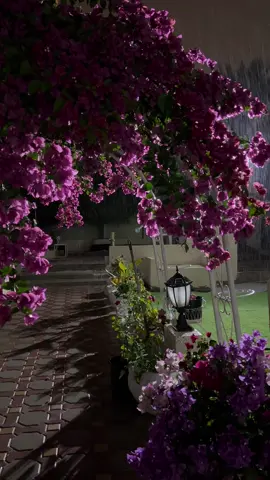 - من لم يسقنا في وقت الجفاف​ فـ نحنُ في غنى عنه عندما نزهر 🌷✨ #بوظبي #الشعب_الصيني_ماله_حل😂😂 #جهنميه #مطر #الشعب_الصيني_ماله_حل😂😂 #اكسبلور #explore #ورد #أمطار_الخير 