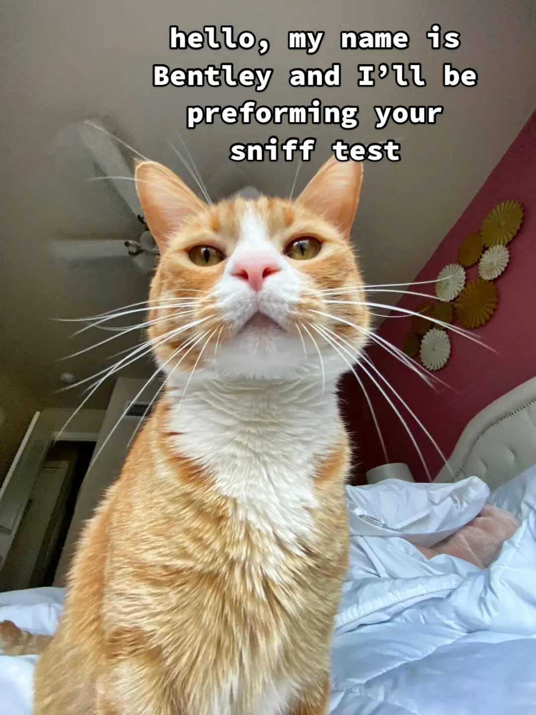 can be treated with extra treats & pets 🐈✨💞 #stinky #catsoftiktok #stinktest #orangecat 