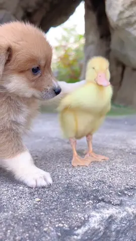 So sweet #pet #cute #dog #Love #dogoftheday 