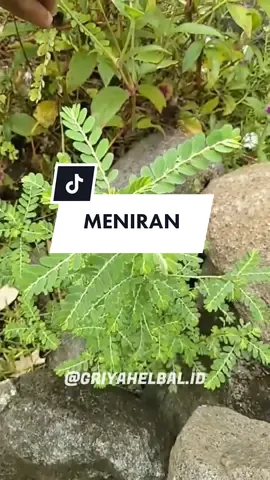 MENIRAN - Meniran atau Phyllanthus urinaria adalah salah satu jenis tanaman yang memiliki bentuk batang bulat tegak lurus, tinggi tanaman bisa mencapai 1m lebih dalam kondisi tanah subur #meniran #daunmeniran #manfaatdaunmeniran #khasiatdaunmeniran #kesehatan #tanamanherbal #tanamanobat #obatherbal #jamu #herbal #griyaherbal #masukberanda #masukberandafyp #masukberandagak #beranda #berandatiktok #berandafyp #fyp #fypシ #fypシ゚viral #fypage #fypdongggggggg #foryoupage #foryou #KenikmatanHakikiRamadan 