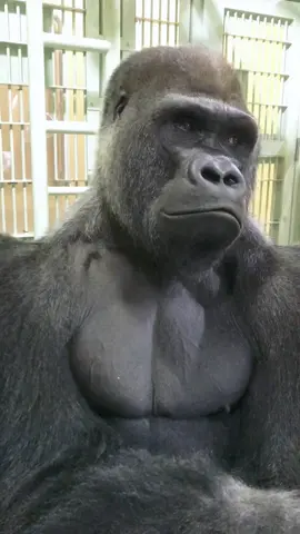 I don’t think I like her 😾#funnyvideos #monkeytiktok #funnyanimals 