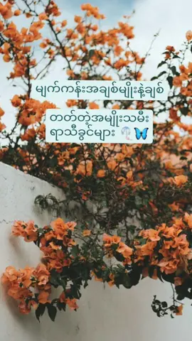 မျက်ကန်းအချစ်မျိုးနဲ့ချစ်တတ်တဲ့ရာသီခွင်များ ကိုယ့်ရာသီခွင်သိချင်သူတွေတွက်👉@_𝐊𝐢𝐰𝐢 ' 𝐒𝐧𝐨𝐰 ; ❄ #kiwimi🥝 #caption #bio #fypシ゚viral #zodiacsigns #Love 