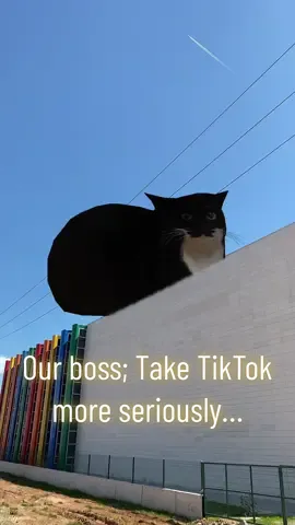 We were told to be more serious on TikTok… then Maxwell entered the World Champs party in Antalya 🐈‍⬛🪩 #ARTjuniors2023 #gymnastics #worldchampionships #maxwellthecat #turkiye #antalya #cat #GymTok #sun 