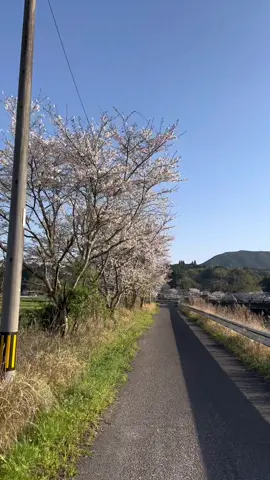 Salah satu bunga kebanggaan Orang Jepang yang muncul cuma seminggu kurang lebih dalam setahun. gimana gak keren satu pohon isinya bunga semua 😄 #desajepang #japanvillage #kagoshimaprefecture #satsumasendai #japanlife #kyushu #japantravel #sakura #sakuraedition #spring #cherryblossom  #日本田舎 #鹿児島県 #薩摩川内市 #桜 