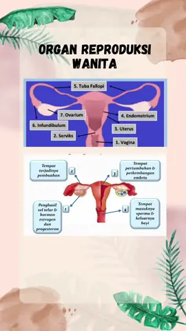 Organ reproduksi wanita #reproduksiwanita #IPAbyNeisha #SoalUSSMP #MateriIPA 