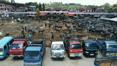 Pasar kerbau terbesar di dunia ##dji #perjalanan #torajasulawesiselatan #pasar #toraja