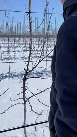 Яблоня фуджи м9 обрезаем 