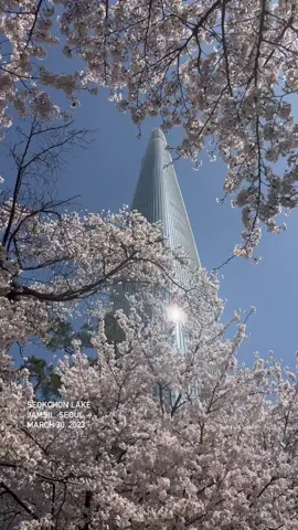 #seoul #cherryblossom #jamsil #벚꽃 #lotteworld #lottetower 