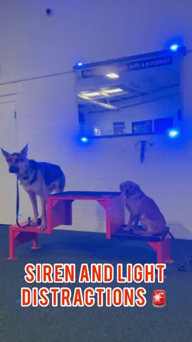 Today one of our returning trainees amazed her mom with how well she reacted in an emergency situation. While out on a walk they noticed an elderly neighbor was in distress in his yard. The owner put her pup in a down position, was able to get the neighbor to wake up and called 911. When emergency responders showed up, her pup stayed put the entire time, even while sirens blared. Advanced class goes over elements of distraction that can also be scary for dogs as well, like loud sirens and lights. While it’s not something we ever want our dogs to have to experience, it is always a great thing for them to be comfortable in that situation if necessary.🚨  #astrodog #astropack #astrokennels #leaderofthepack #greenvilesc #DogTraining #dogobediencetraining #DogTraining 