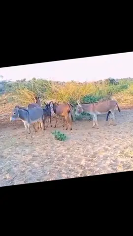 #europa #america #Love #usa #California #animals #hors #horses #love #5pasidebine #misiuneatiktok #bank #roblox #viralvideo #funnyvideos #fun#comedia#loveyou #foryou 