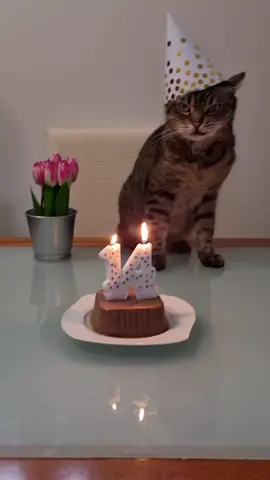 so happy🙃 #happy #cat #birthday #birthdayboy #cake #funny #cats #video #catvideo #catsoftiktok #smile #tiktok #tiktokcat #popular #fy #fyp #fypシ #fypage #fypシ゚viral #nekedbe #pusztuljonforyouba #foryou #foryoupage #crazy 