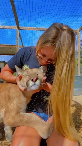All the scratches for Chey 🥰 #NOTpets #puma #cougar #purr #purrs #bigcat #bigcats #cat #cats #Love #beautiful #amazing #wow #animal #animals #purrbaby #purring #asmr #fl #florida #fyp 
