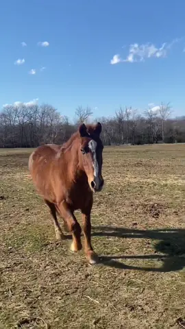 ✨✨#CapCut #seehergreatness #capcut_edit #fypシ゚ #foryoupage #horsetok #horsesoftiktok #horses #quarterhorse #pets 