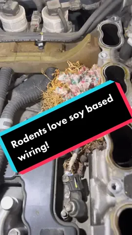 This would have probably been a future issue at some point down the line! #toyota #rodentsoftiktok #rodent #mechanic #mechaniclife #truck #tundra #automotive #diagnostics #cartok #carguy #foryou #fyp 