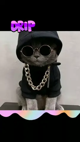 This is not my cat