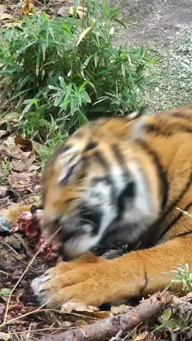 Sumatran tiger eating a delicious piece of meat
