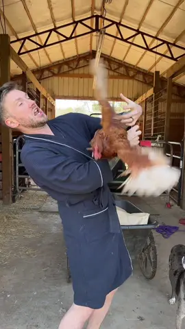 #stitch with @goldshawfarm my chickens aint down for none of this foolishness. #chickensoftiktok #fyp 