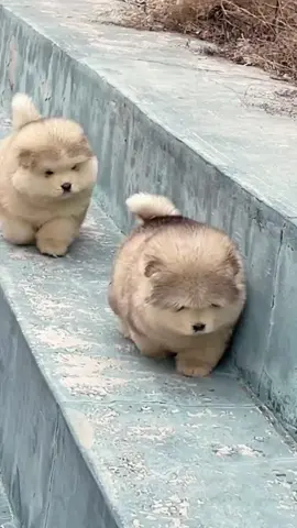 những cục bông đáng yêu 😍😍😍🥰🥰🥰 #dog #cutedog #dogsoftiktok #videoviral #funnyvideos #lovely #❤️❤️❤️ #xuhuong 