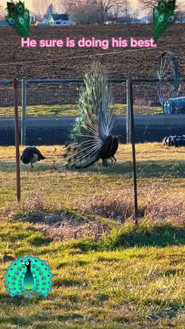 #peacock 