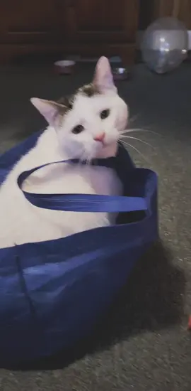 Fran Fran and her bag 😂❤️ #cats #beautifulkittycat #catsoftiktok 