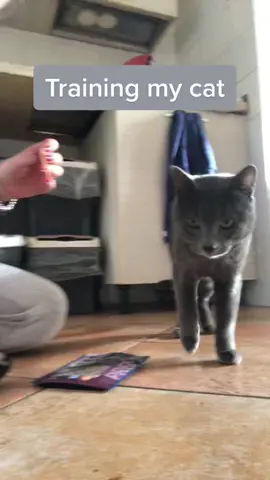 #fyp #foryou #foryoupage #viral #certosino #certosinocats #carlove #traning #traningcat 