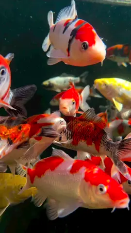 What is your favourite thing about Koi?😊 #japanesekoi  #koi #koifish #fish  #ornamentalfish #japan #koipond  #aquarium  #nishikigoi #spawning #babykoi  #fry  #calm #calming #calmness #fyp #viral 