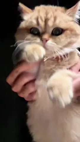 #cat  