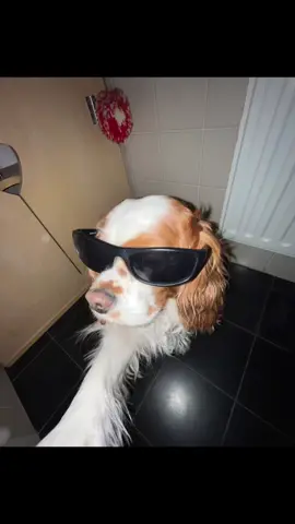 #dogselfie #cooldog #ludo #0.5x #fyp #foryou