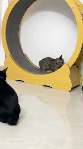 cat treadmill😿😂🥰🥰#CapCut #catsoftiktok #cat #pet #fyp #foryou #cute #animals #sports #run #funny 