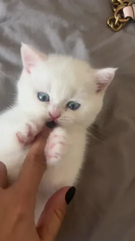 #britishshorthair #britishcats #britishshorthairkittens #britishshorthairromania #britishshorthaircat #whitecat #blueeyes 