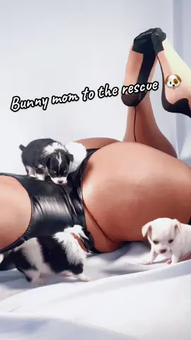 Hop into my basket of cuteness! 🐶🐰 These newborn chihuahuas needed some extra warmth and love, so I put on my bunny suit to keep them cozy. #eastereggs #NewbornPuppies #tiktokpets  