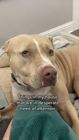 Need attention 24/7 please. #dogs #dogsoftiktok 