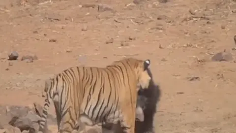 Black bear and zebra tiger clash#wildanimals #black bear #zebra tiger#animalworld 