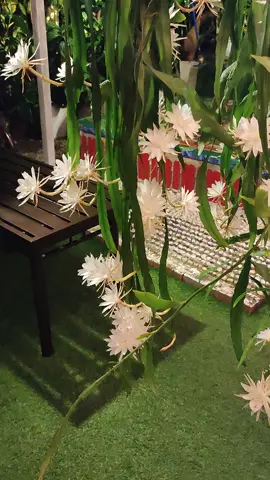 terima kasih tadi yang sudi nonton live .kembangnya bunga bakawali 🥰🥰