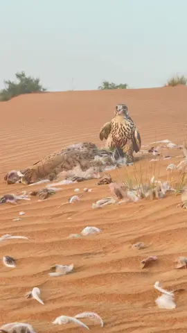 #اكسبلورexplore #explore #اكسبلور #مقناص 