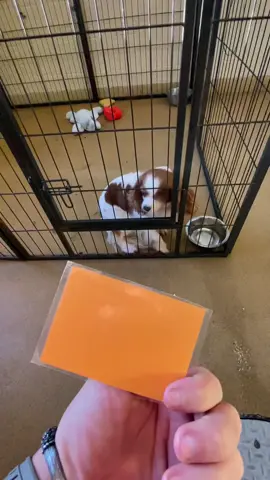 Replying to @kittyluv0o0 I have so many favorites! 