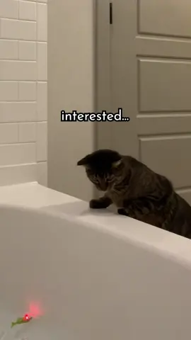 my cat reacts to robot fish 🤖🐠 #cat #cattoys #cattok 