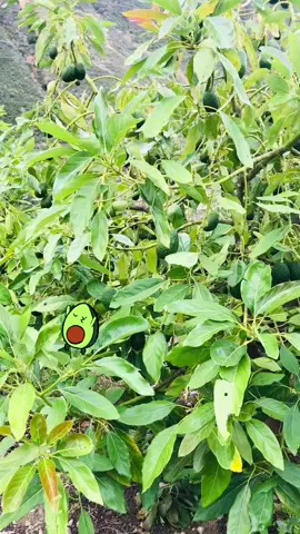 #palta #agucate #valleinterandino #peru #callejón_de_conchucos🏔️ #palcaancash #ancash 