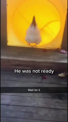 He was not prepared for that drop 😂. #animals #funny #viral #fyp #trending #memes #chickens 