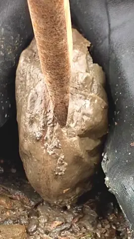 This Hildoceras would have swam the Jurassic coast alongside the Ichthyosaurs, Plesiosaurs, fish and crocodiles! 🐊🐛 It’s around 185 Million Years Old, but some fossils can date back to even much longer ago than this! If you would like a fossil similar to this or to crack open some of your own Jurassic rocks please message us directly or visit our website Yorkshirefossils.NET 🦕🦖 Thanks in advance for supporting the page #natural #nature #fossil #fossils #ancient #animals #art #ammonite #ammonites #dinosaur #scientist  #minerals #paleontology #whitby #geologist #dorset #geology #charmouth #jurassic #yorkshire #fyp 