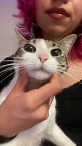 LOOK AT HER CUTE LIL FACE HOW CAN I NOT GIVE CUDDLES BACK #outfit #fashion #cat #kitty 