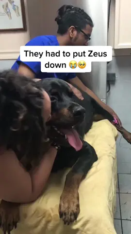 Our customer Sarah shared a story of their beloved dog Zeus who had recently passed away, and how the album would serve as a small but cherished keepsake of the memories they shared together…😭💔 stay strong! #dog #dogsoftiktok #petloss #personalizedgifts #giftforher #memoriesareforever #dogslove 