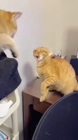Part 2 Cats Fight#cat #catsoftiktok #catvideo #cute #funnycat 