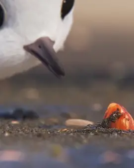 Little bird🐦#fyp #foryoupage #movie #cartoon #bird ##cartoon 