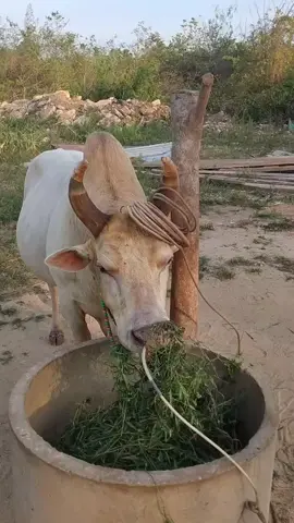 คู่ชนถอนเสียเเล้ว เคียงใหม่กันหร้าวครับ #คอกวัวสุขสันต์ของนายหัวอู๊ด🥰 #วัยรุ่นวัวชนสะเดา😁❤️ #ขาวงามอลินทราช #ฟีดดดシ 