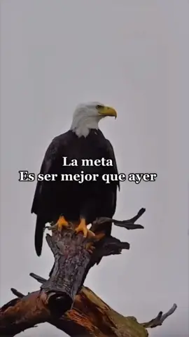 #frasesbonitas #estadoschidos #olissanti #💋😈 