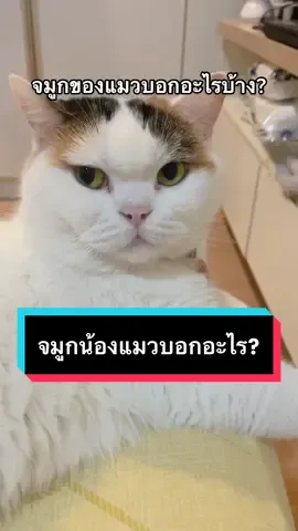 จมูกบองแมวบอกอะไร? #มูมินแมวเหนียง #แมว #แมวน่ารัก #แมวอ้วน #สวนสัตว์tiktok #cat #catoftiktok 