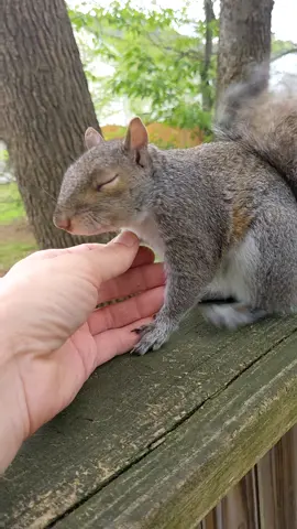 Don't cry Bonnie 🥺🐿️ #squirrelsounds #animalsreact #sadsounds #mommysgirl #naturetok 