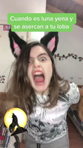 Grrr *gruñe enojado* … #wolf #lobo #wolftiktok #loboalfa #wolfgirl #wolfboy #corazonmisterioso #furry #furryfandom #quadrobics 